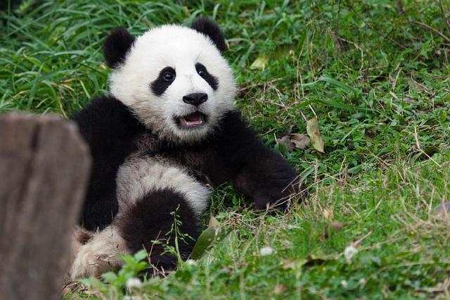 061 Chengdu, giant panda research center, reuzenpanda.jpg